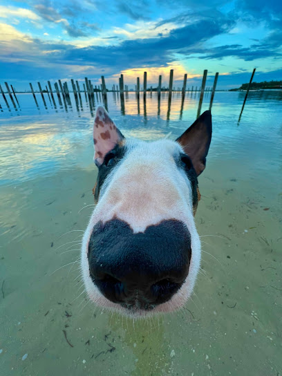 Coconut Grove Animal Clinic