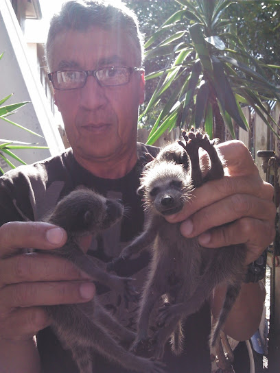 Expert Wildlife Trappers Miami LLC