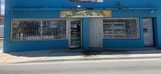 Pet Shop EddyRolex Dj Corp