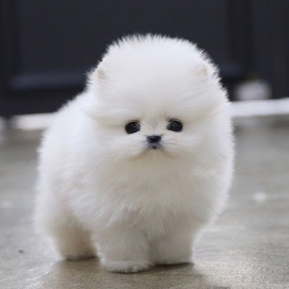 Pomeranian Puppies Miami