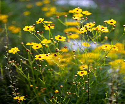Flora of Miami