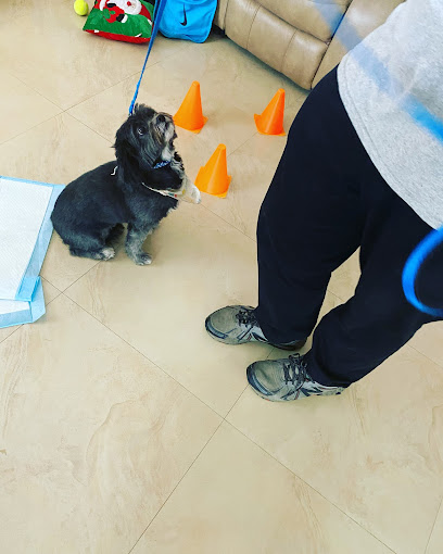 Sobaka Kai Intensive Dog Training