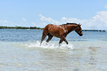 Palomino Ranch & Tours LLC