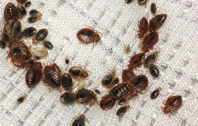 Best Miami Pest Control Service
