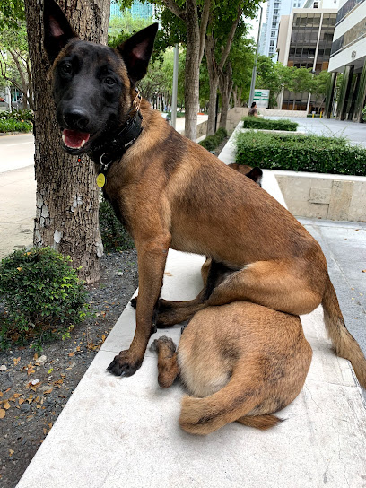 Dog Connection