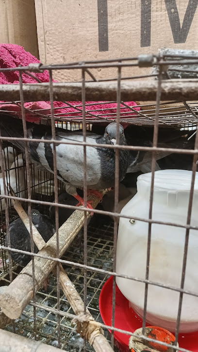 Amado Pet Shop