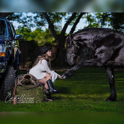 Miami Dream Horses